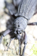 Aegorhinus suturalis