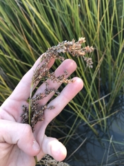 Machaerina articulata