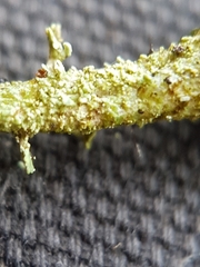 Cladonia pleurota