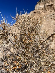 Atriplex confertifolia