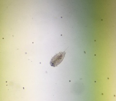 Copepoda
