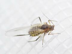 Periphyllus testudinaceus