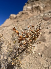 Atriplex confertifolia