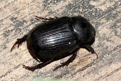 Heteronychus arator