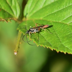 Agrothereutina