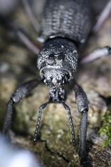 Aegorhinus suturalis