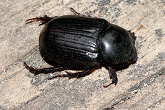 Heteronychus arator