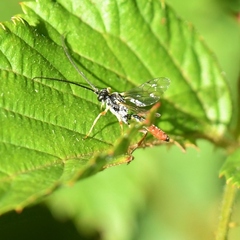 Agrothereutina