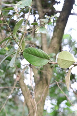 Elytropus chilensis