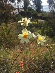 Salpiglossis sinuata