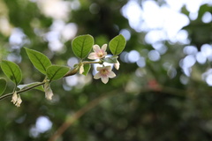 Elytropus chilensis
