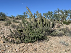 Stenocereus gummosus