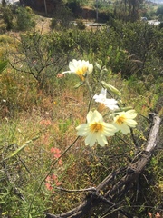 Salpiglossis sinuata