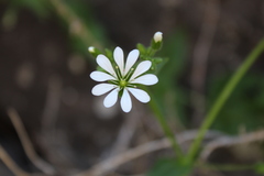Stellaria chilensis