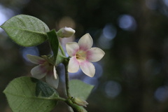 Elytropus chilensis