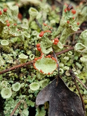Cladonia pleurota