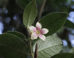 Elytropus chilensis