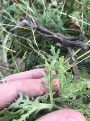Senecio bathurstianus