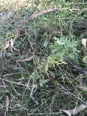 Senecio bathurstianus