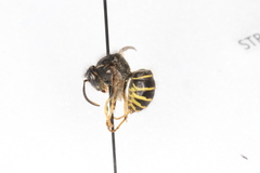 Dolichovespula norvegicoides