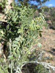 Pachycormus discolor