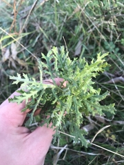 Senecio bathurstianus