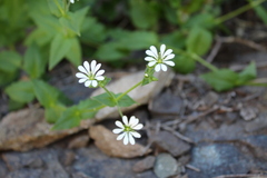 Stellaria chilensis
