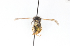 Dolichovespula norvegicoides