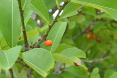Anacardiaceae