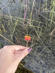 Asclepias lanceolata