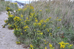 Solidago sempervirens