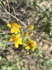 Bahiopsis triangularis