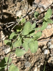 Bahiopsis triangularis