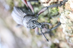 Aegorhinus suturalis