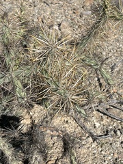 Cylindropuntia molesta