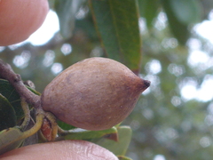 Heteroecus pacificus