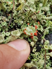 Cladonia pleurota