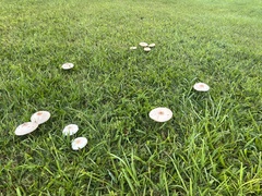 Chlorophyllum molybdites image