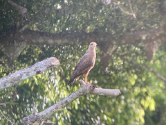 Buteogallus meridionalis