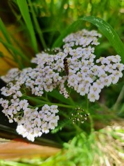 Syrphidae