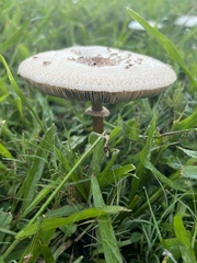 Chlorophyllum molybdites image