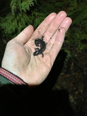 Ambystoma 'unisexual complex'