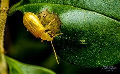 Aulacophora abdominalis