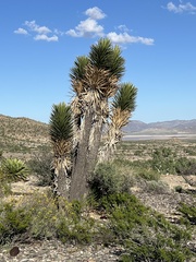 Yucca valida