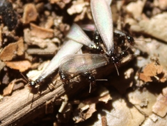 Reticulitermes hesperus