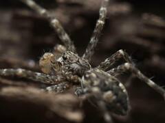 Dolomedes tenebrosus