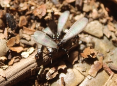 Reticulitermes hesperus