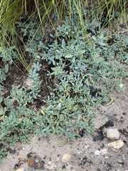 Heliotropium curassavicum