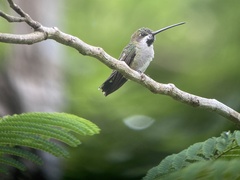 Heliomaster longirostris