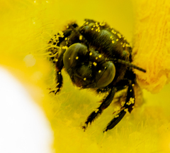 Melissodes bimaculatus